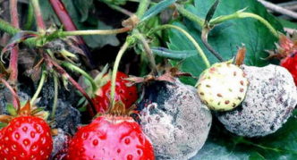 Гниещи плодове от ягоди