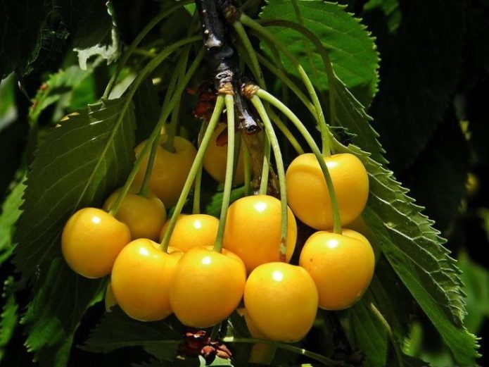Varietà di ciliegie dolci Orlovskaya ambra