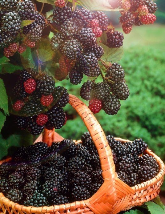 Blackberry Cumberland