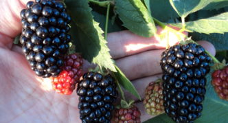 Natchez blackberry