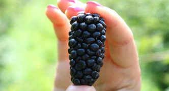 Blackberry-variëteiten Karaka Black