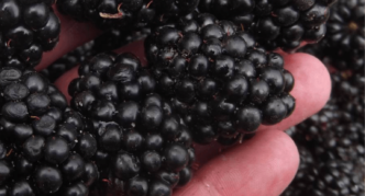 Ποικιλία Blackberry Thornphy