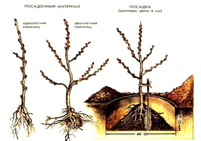 Šaltalankių sodinimo schema