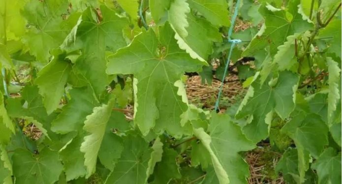 Rotolando le foglie dell'uva