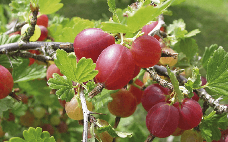 Система за торене на цариградско грозде: необходими препарати и оптимално време