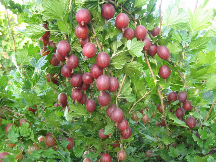 Raccolto di uva spina