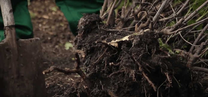 Nabulok ang root root