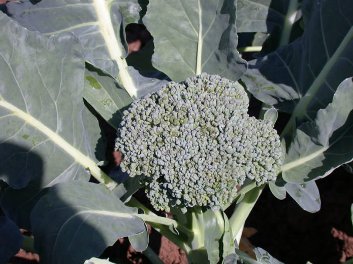 Varietate coaptă timpurie de varză de broccoli Tonus