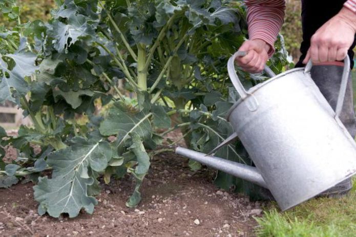 Tưới nước cho bắp cải bông cải xanh