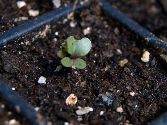 Сетва семена купуса броколија