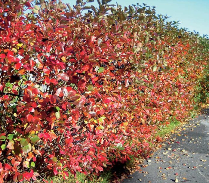 Chokeberry hedge