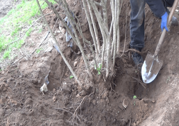 Digging up an adult chokeberry bush