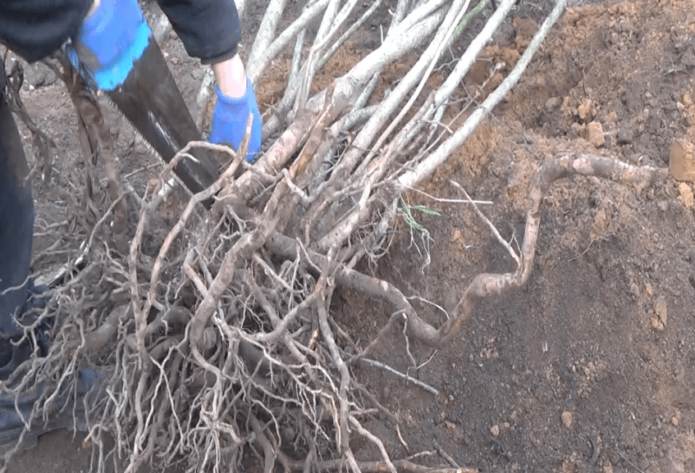Removing old branches on a bush