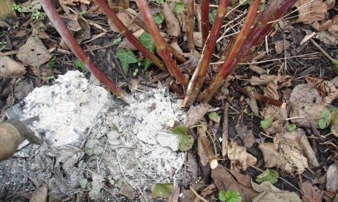 Fertilizarea unui tufiș cu cenușă