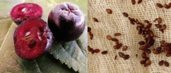 Frutos e sementes de chokeberry