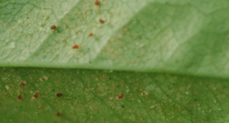 Fruit mites on leaf plates
