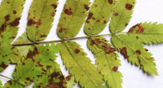 Brown spot of rowan leaves