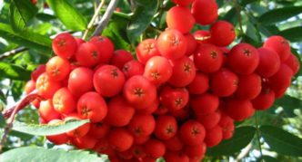 Rowan varietà Scarlet grande