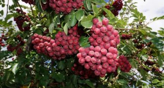 Rowan variety Pomegranate