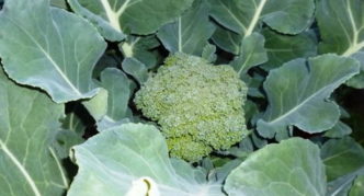 Kepala kubis brokoli pelbagai Tonus