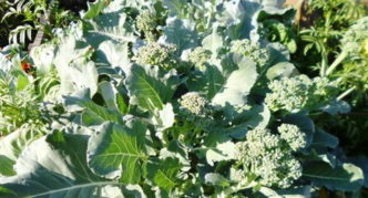 Capete pe lăstari laterali de varză Tonus broccoli la sfârșitul verii