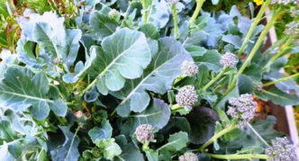 Główki na bocznych pędach kapusty brokułowej odmiany Tonus jesienią