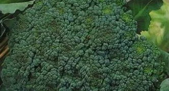 Brokolių likimas