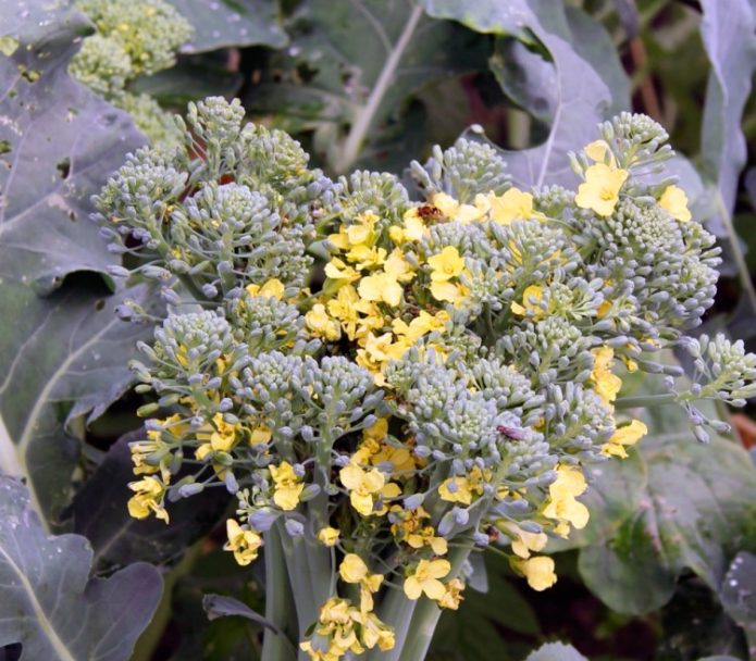 Kvetoucí brokolice