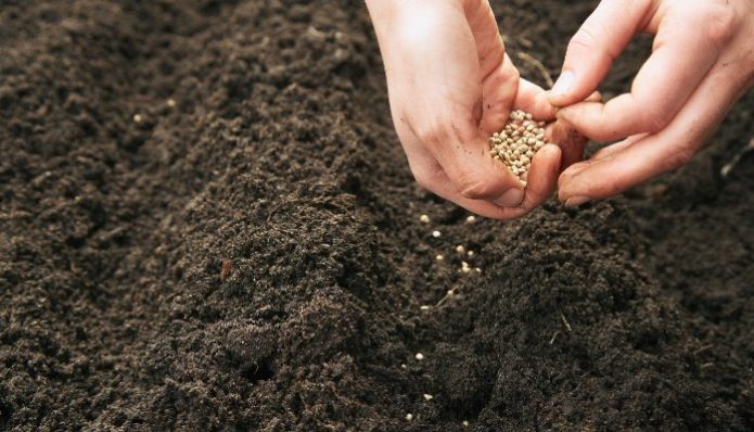 Planter des graines de chou brocoli dans le sol