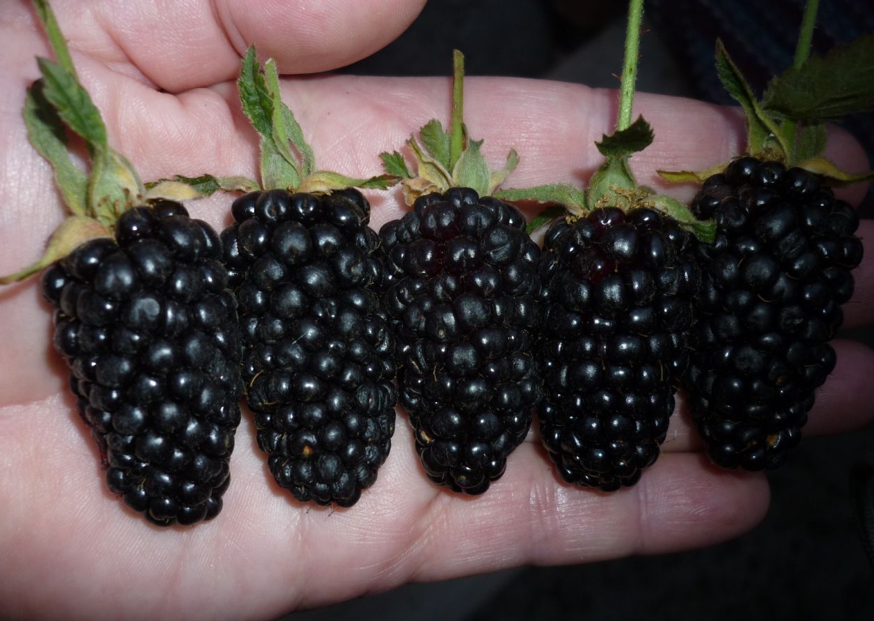 Tất cả những nét tinh tế của việc nhân giống blackberry trong vườn, trong nhà kính và ở nhà trên bệ cửa sổ