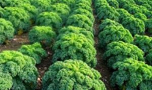 Kale Green Russian