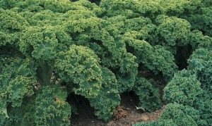 Pitic verde Kale
