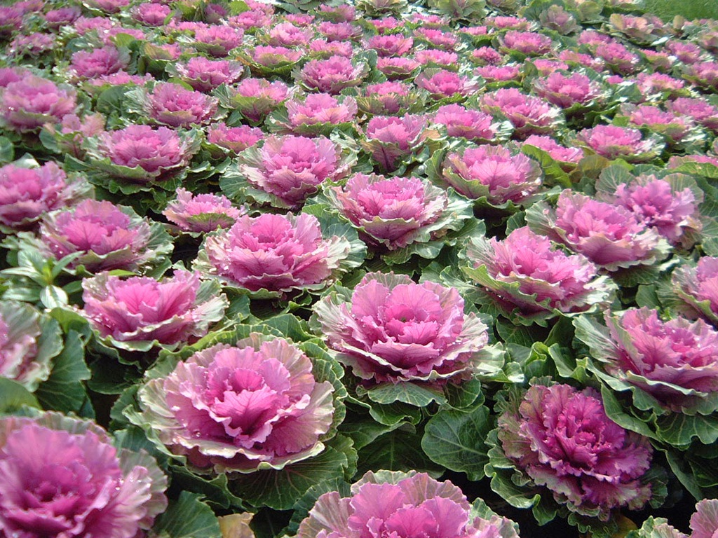 Ornamental cabbage: varieties, cultivation features and the use of vegetable crops for garden decoration