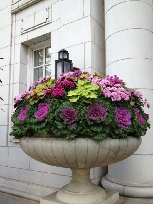 Chou ornemental dans un pot de fleurs