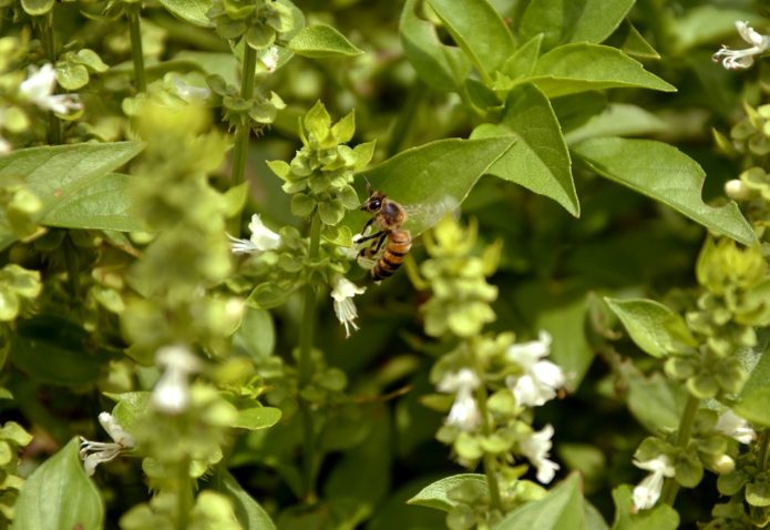 Fleurs de basilic et abeille