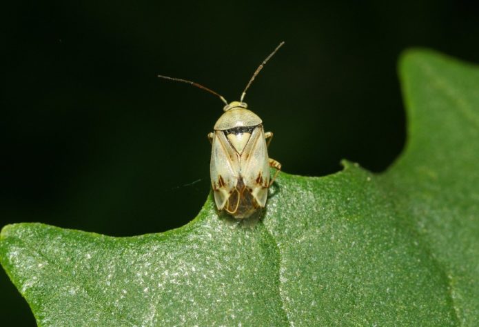 Meadow bug