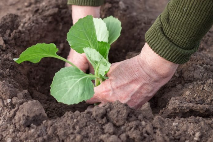 Planter des plants de chou ornemental dans le sol