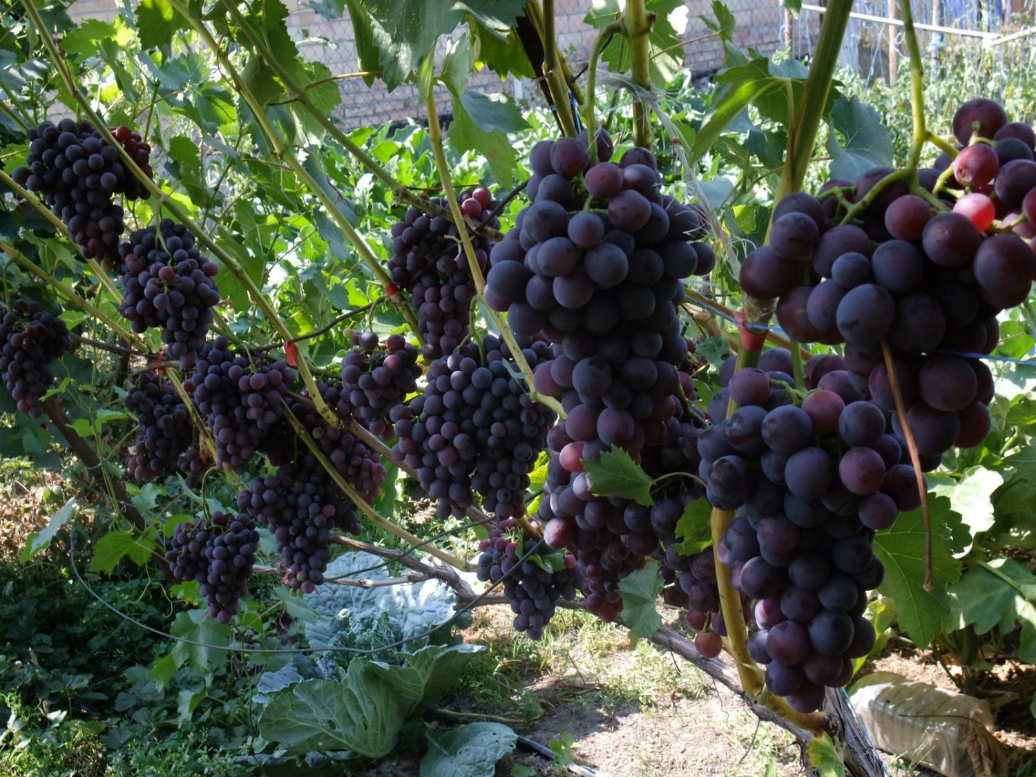 Druiven in het land: hoe een plaats te bereiden, zaailingen te planten en voor ze te zorgen