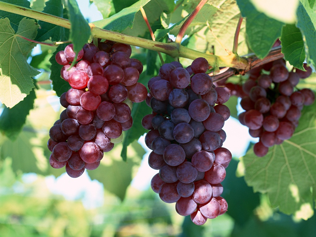 Druiven telen: tips voor beginners en plantschema's