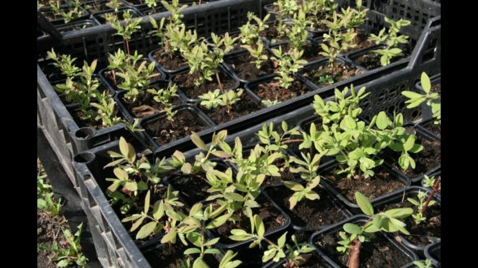 Honeysuckle seedlings from cuttings