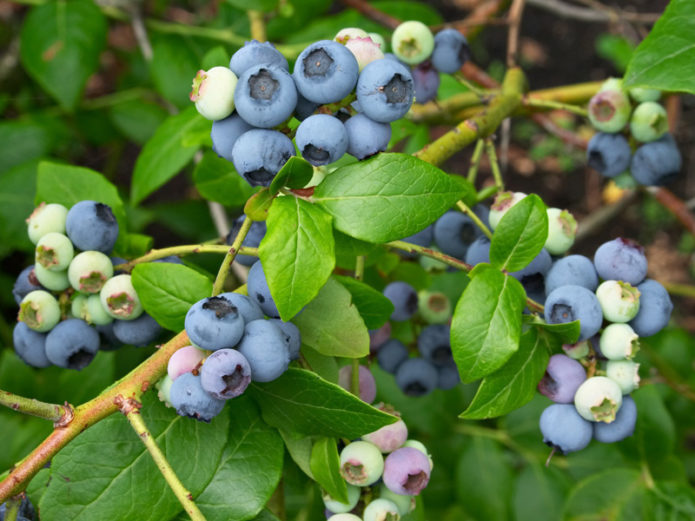 Nagbubunga ng mga blueberry