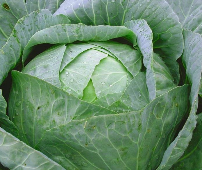 Juicy Cabbage Leaves Regalo