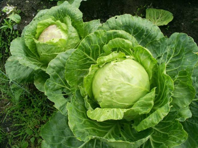 Heads of cabbage Gift, grown on fertile soil