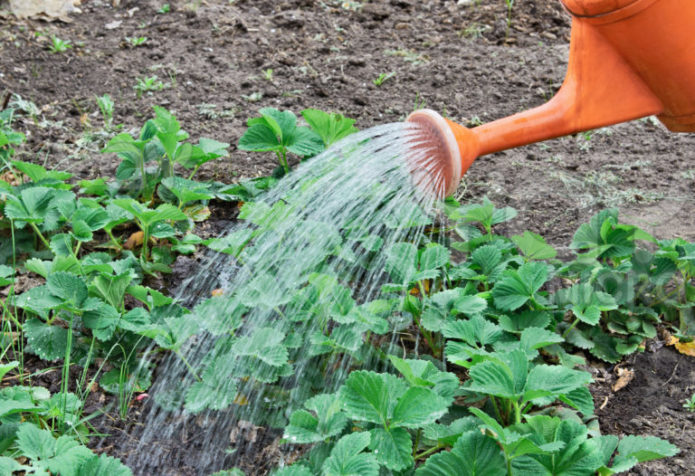 Irrigazione a spruzzo