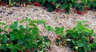 Jordbær-mulch