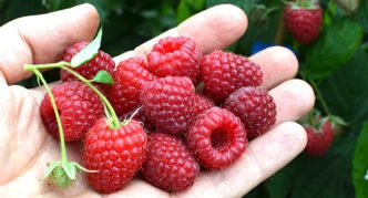 Raspberry variety Polka