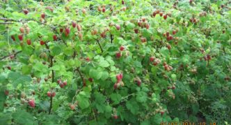 Raspberry bush Lashka