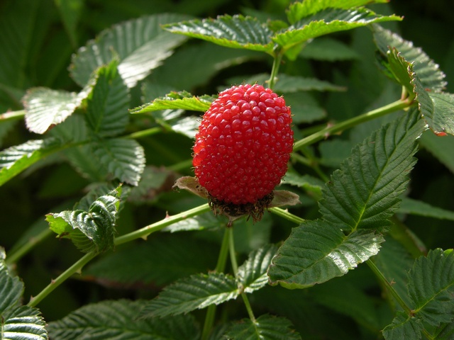 Raspberry strawberry