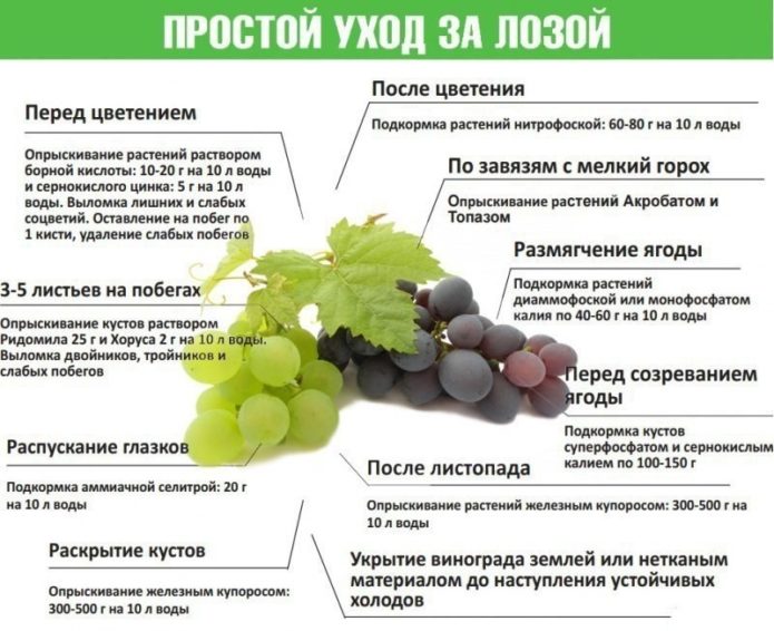 Druivendressingsschema