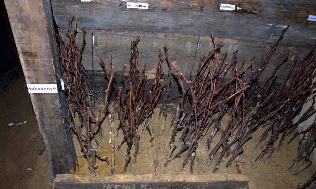 Opslag van druivenzaailingen in de winter voor het planten